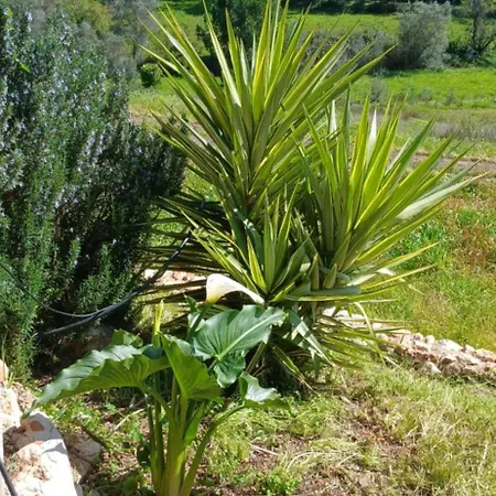 Dom wakacyjny Quinta Da Varzea Grande - Portimão
